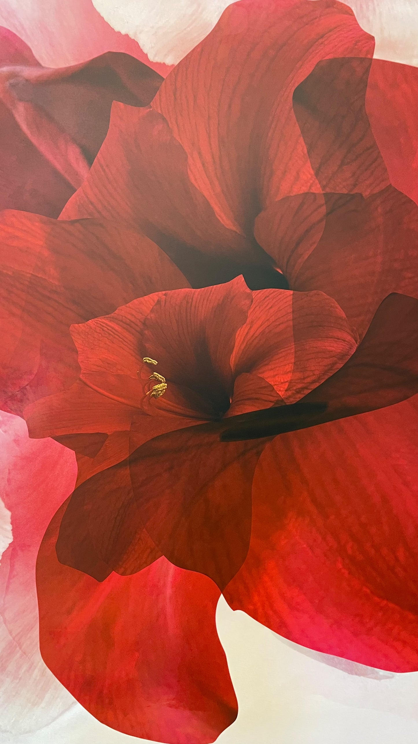 Kunstwerk 'shining in the light' von Theresa Lambrecht und Karolin Kruger, digitale Collage, die Licht und Natur in harmonischer Form zeigt, erhältlich auf Alu-Dibond.