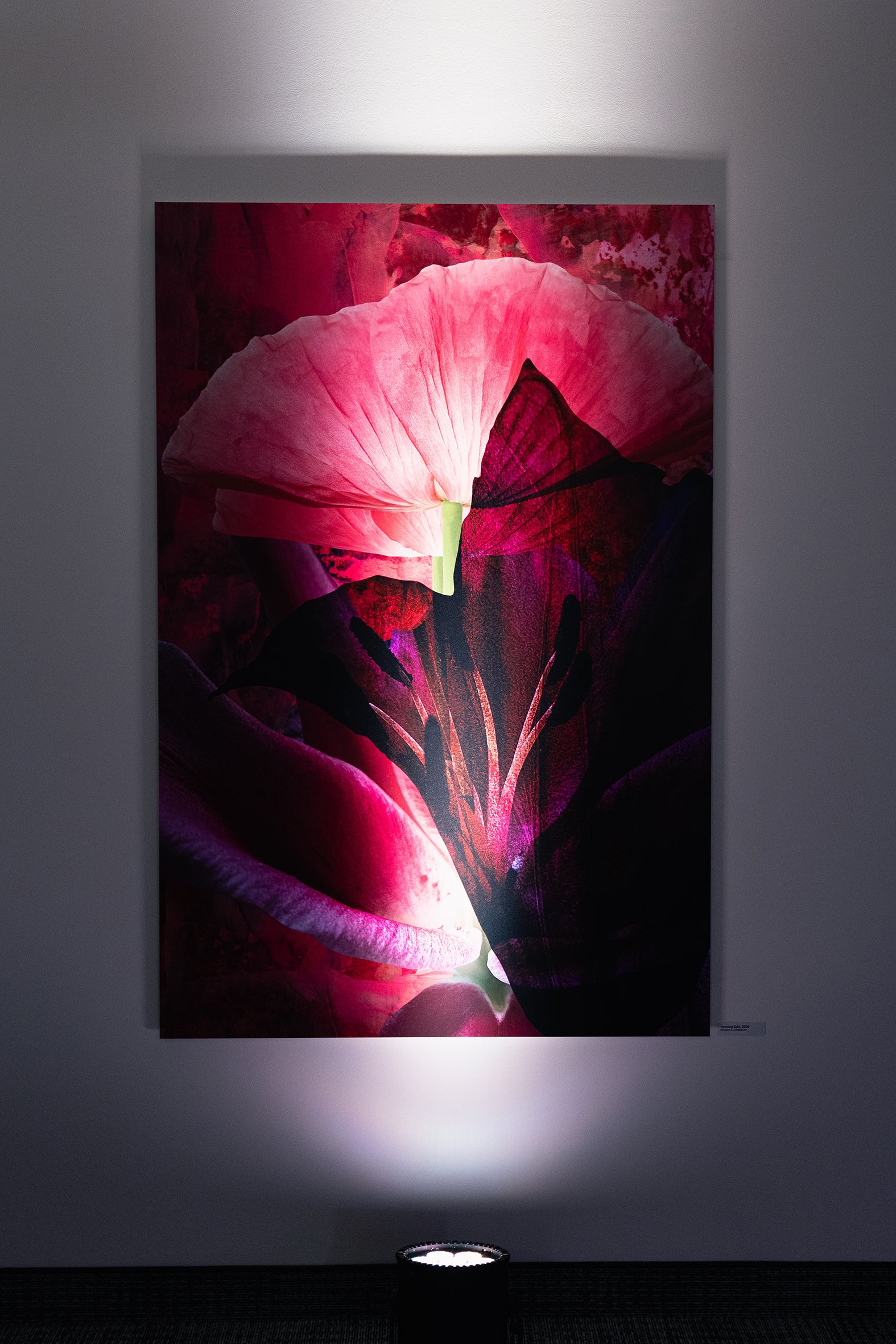Limitierte Edition 'morning light' von Theresa Lambrecht und Karolin Kruger, digitale Collage, die die Frische des Morgenlichts einfängt, verfügbar auf Alu-Dibond.